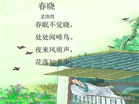 花落相知|“夜来风雨声 花落知多少 ”全诗,翻译,意思,上一句和下一句